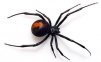 spidersite